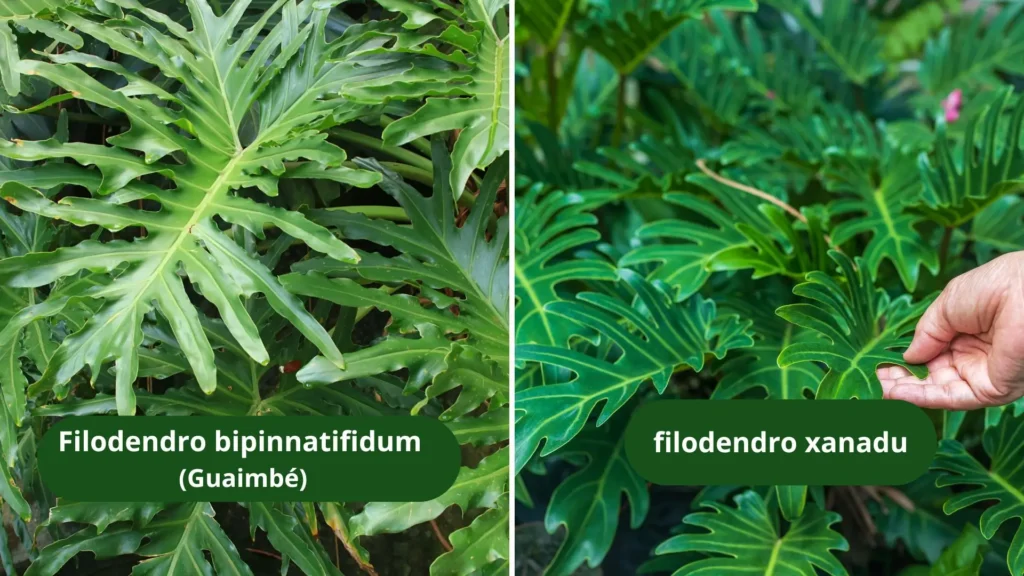 Comparação lado a lado entre as folhas do filodendro bipinnatifidum, conhecido como guaimbê, e as folhas compactas do filodendro xanadu, destacando as diferenças no formato e tamanho.