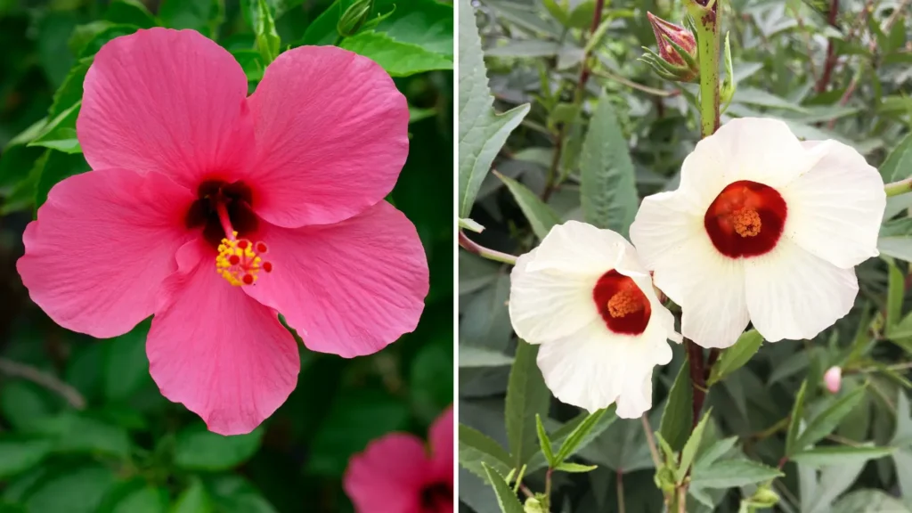 Flor de hibisco de jardim rosa ao lado da flor de hibisco para chá branca com centro vermelho, mostrando diferenças visuais entre as espécies.