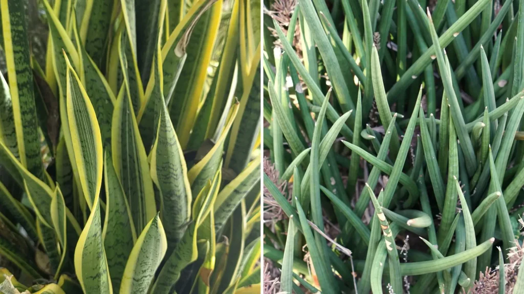 Diferença entre lança de São Jorge e espada de São Jorge em suas folhas.