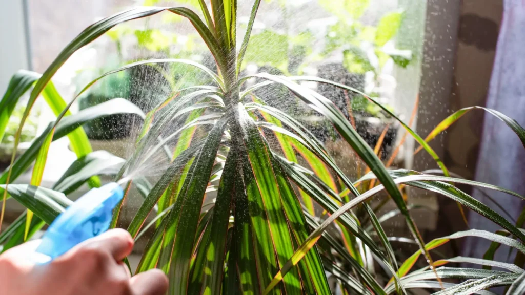 folhas da dracaena marginata sendo borrifadas com água para reduzir pragas como ácaros e cochonilhas