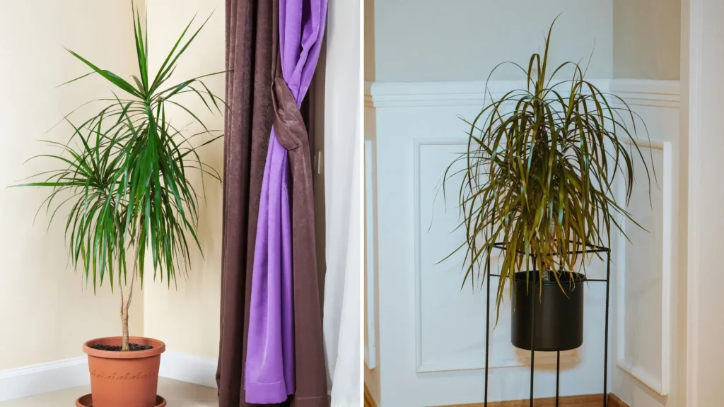 Dracaena marginata em vasos decorativos dentro de casa, usada para compor a decoração de ambientes internos.