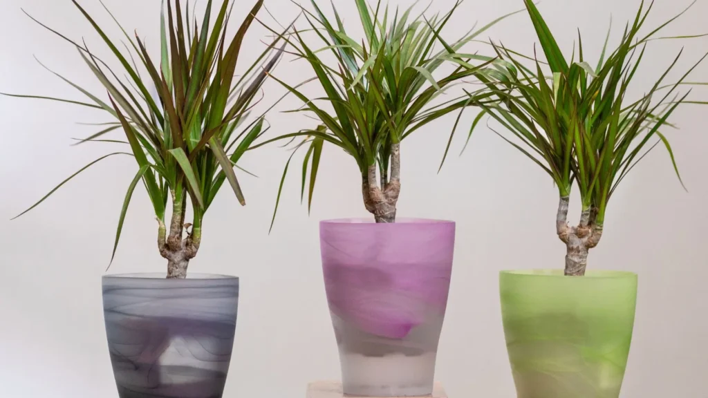 três dracaena marginata jovens cultivadas em vasos coloridos, mostrando variações de formato e crescimento