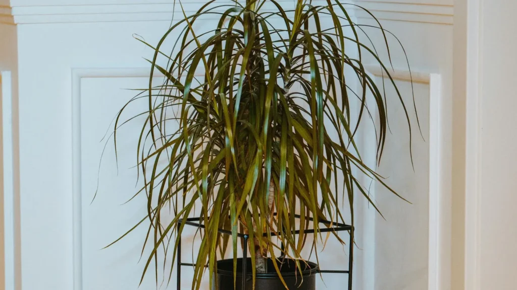 dracaena marginata adulta cultivada em vaso preto e usada na decoração de interiores