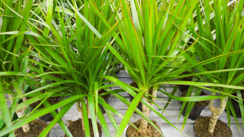 dracaena marginata jovem com folhas verdes e bordas avermelhadas em vasos no viveiro