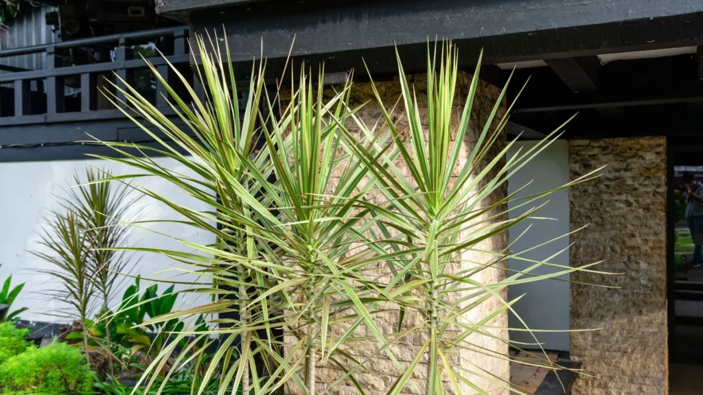 Dracaena marginata cultivada em área externa, destacando seu uso como planta ornamental no paisagismo de jardins.