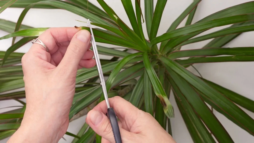 pessoa cortando as pontas secas e marrons da dracaena marginata com tesoura para recuperar a saúde das folhas