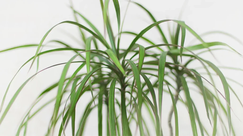 dracaena marginata com folhas longas e estreitas usada como planta purificadora de ar