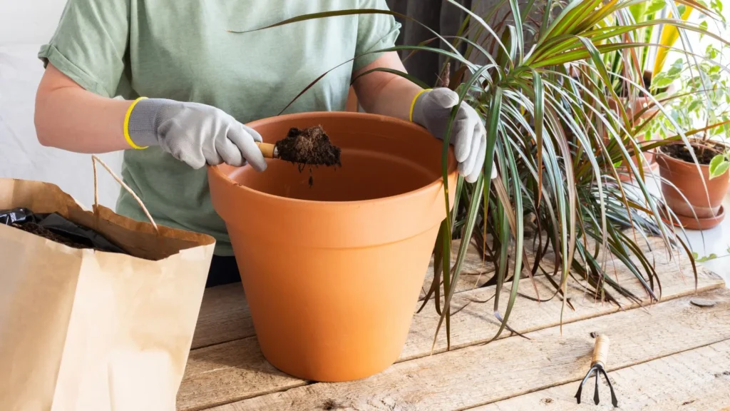 pessoa preparando vaso com substrato enquanto cuida de uma dracaena marginata de folhas longas ao lado