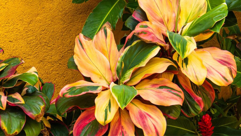 Folhagem colorida de dracena vermelha (Cordyline fruticosa) com tons vibrantes de verde, rosa e dourado em jardim tropical iluminado pelo sol.