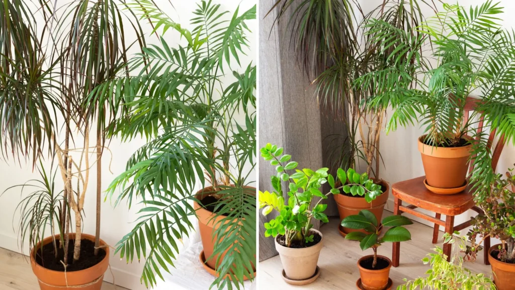 Dracaena marginata cultivada em ambiente interno com luz filtrada, ao lado de outras plantas de sombra.