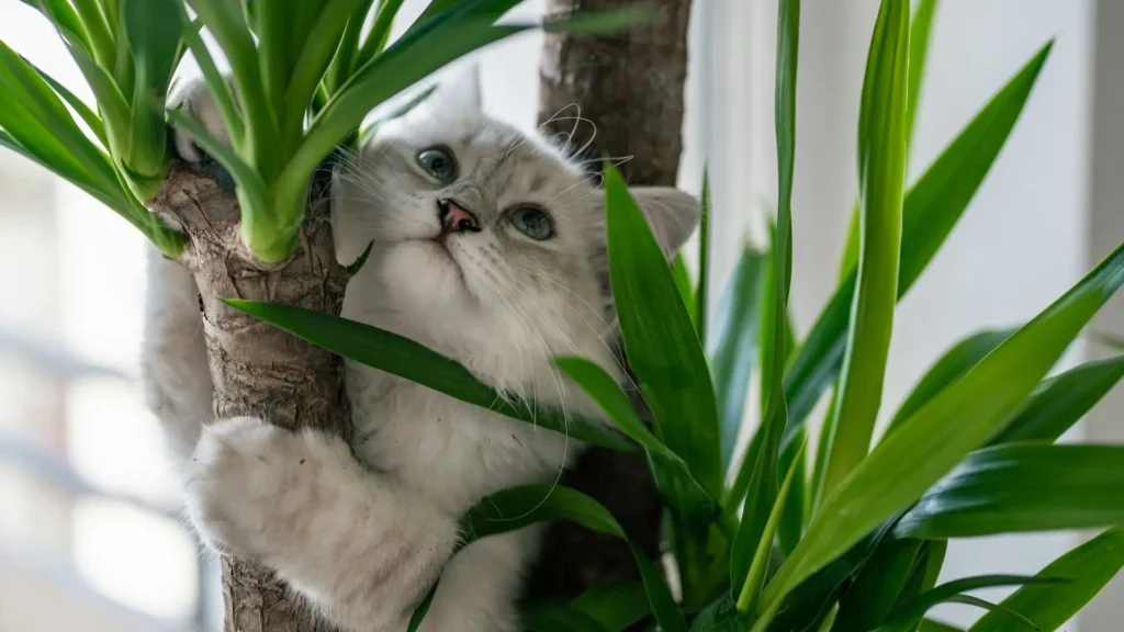 Gato brincando entre as folhas de uma Dracaena marginata dentro de casa.