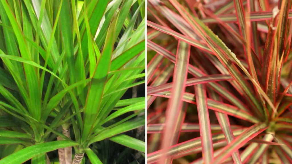 Comparação entre folhas da Dracaena marginata e da Dracaena tricolor, mostrando diferenças de coloração e textura.