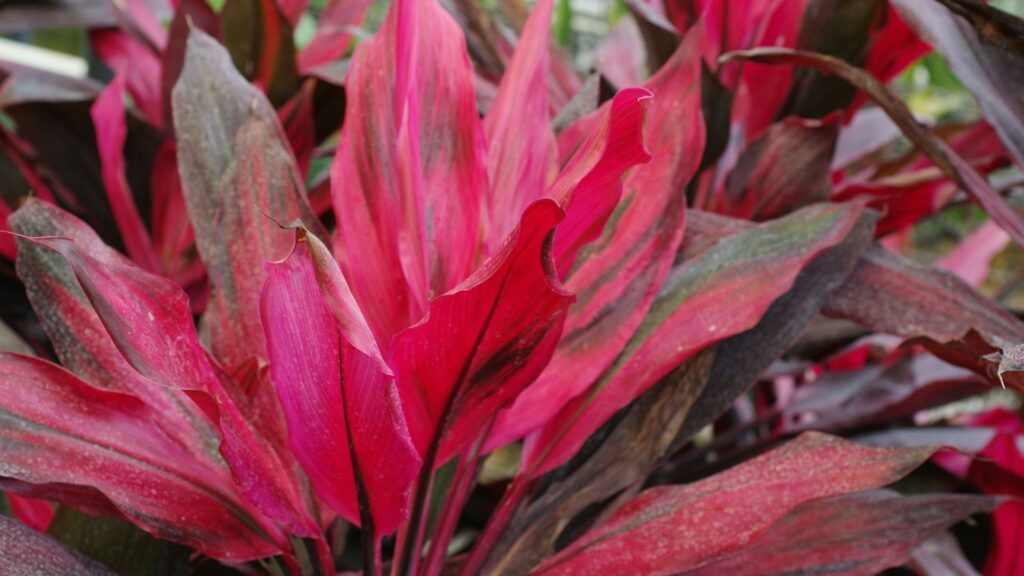 Folhagem de Dracena Vermelha (Cordyline fruticosa) com folhas longas em tons vibrantes de vermelho, rosa e vinho, destacando-se pelo brilho e textura tropical.