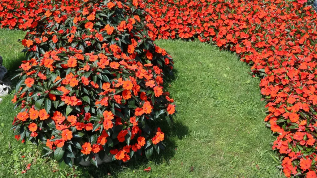 grande canteiro de sunpatiens laranja florindo a pleno sol em área gramada
