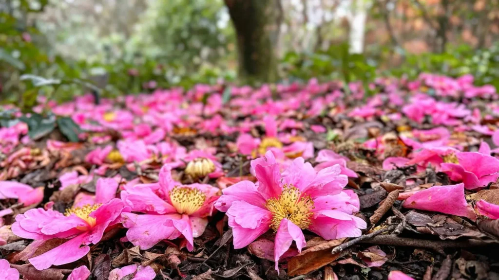 Flores de camélia cor-de-rosa caídas sobre o solo coberto de folhas secas, simbolizando o ciclo natural e a beleza efêmera do jardim.