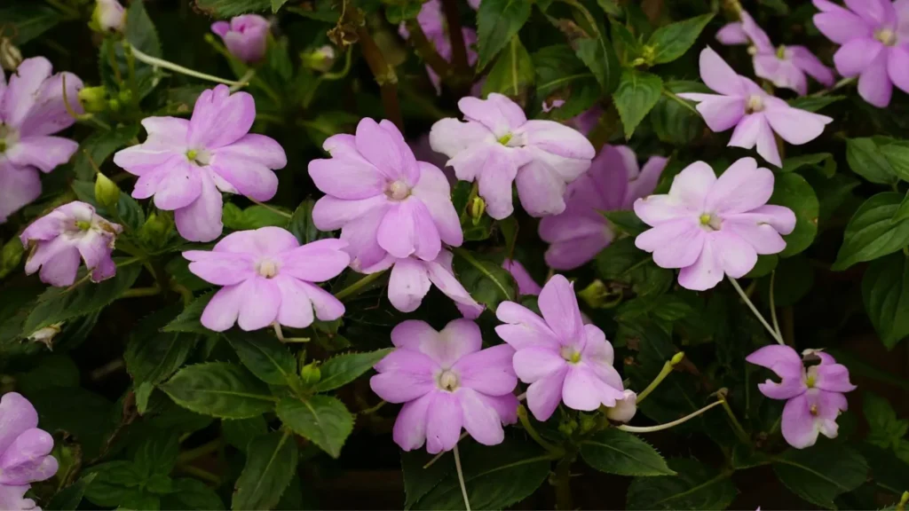 Flores de impatiens lilases em plena floração, formando um conjunto denso e saudável sobre folhagem verde escura.