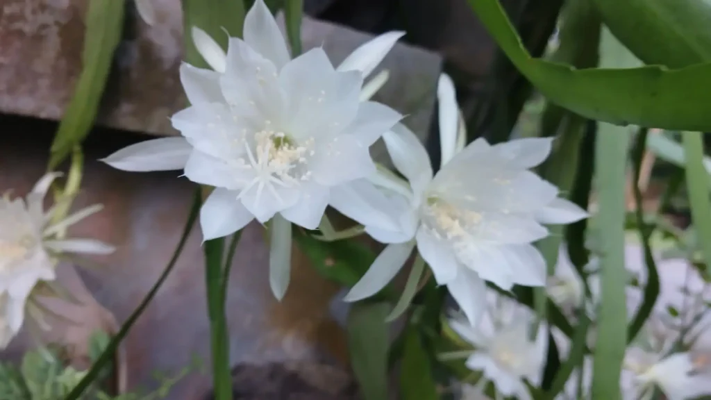 Flores brancas e grandes do cacto Epiphyllum oxypetalum, conhecidas como Rainha da Noite, totalmente abertas durante a noite.
