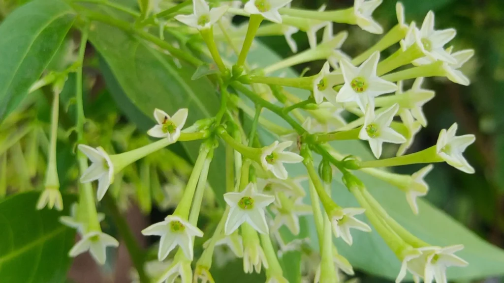 Close das flores da Dama da Noite (Cestrum nocturnum) mostrando botões alongados e flores tubulares claras em diferentes estágios de abertura.