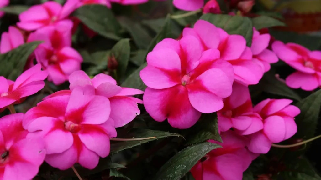 Flor Impatiens hawkeri rosa com centro avermelhado, planta sensível ao sol.