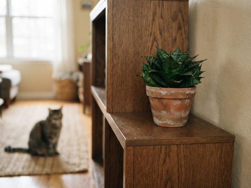 Espadinha de São Jorge em móvel alto com gato ao fundo