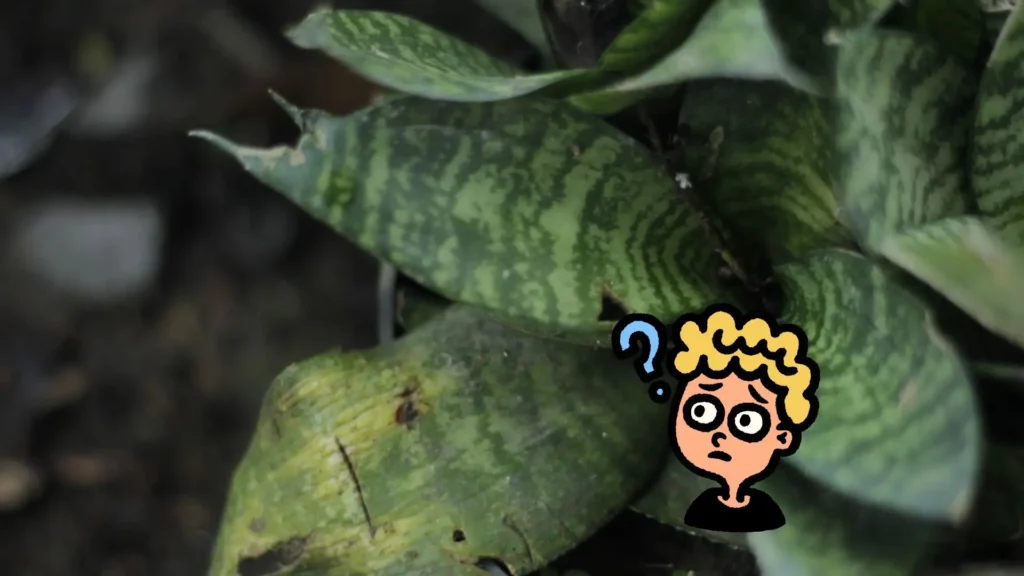 Folhas de espadinha de São Jorge amareladas e danificadas, com ilustração de pessoa confusa, mostrando erro nos cuidados com a planta.