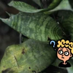 Folhas de espadinha de São Jorge amareladas e danificadas, com ilustração de pessoa confusa, mostrando erro nos cuidados com a planta.