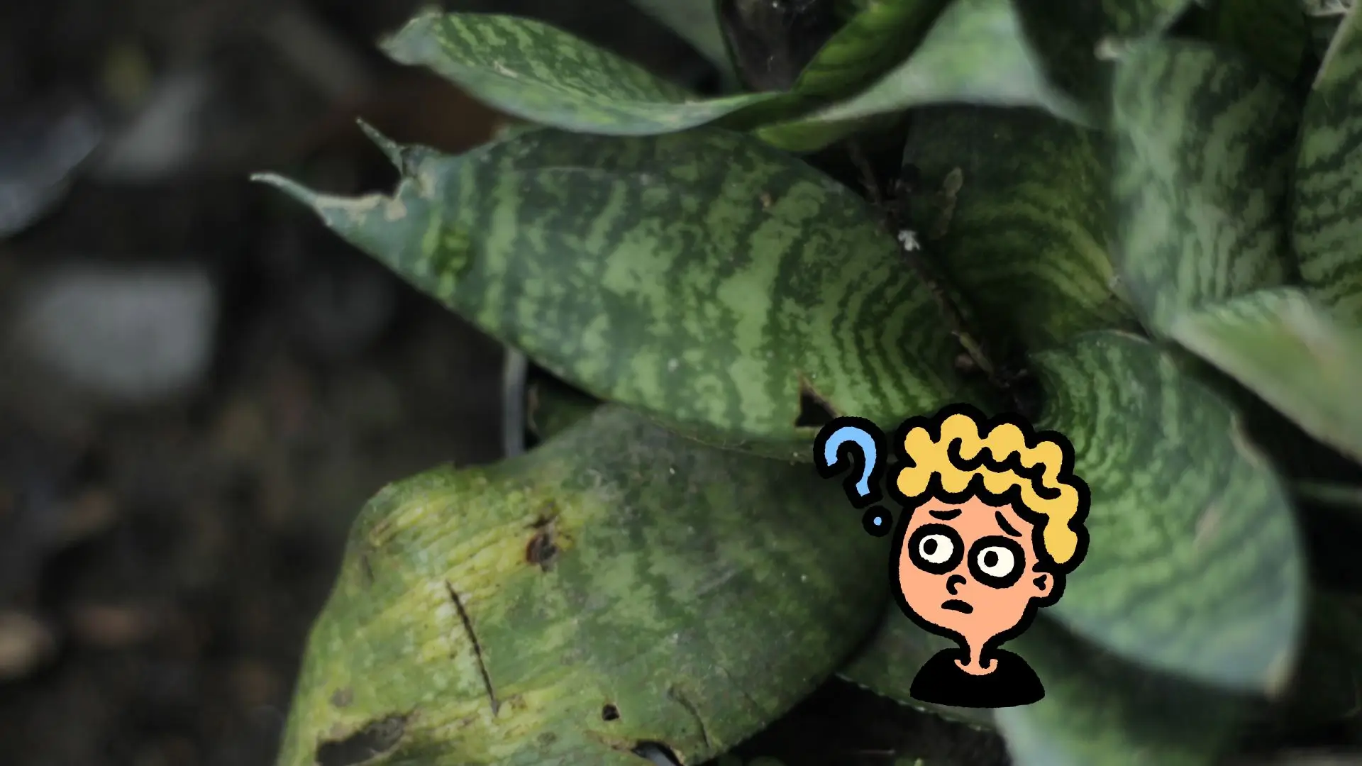 Folhas de espadinha de São Jorge amareladas e danificadas, com ilustração de pessoa confusa, mostrando erro nos cuidados com a planta.