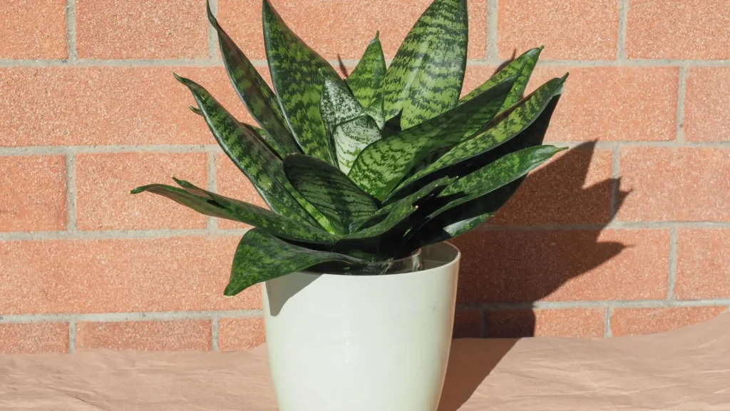 Espadinha de São Jorge saudável em vaso branco, com folhas verdes e firmes, em frente a uma parede de tijolos.