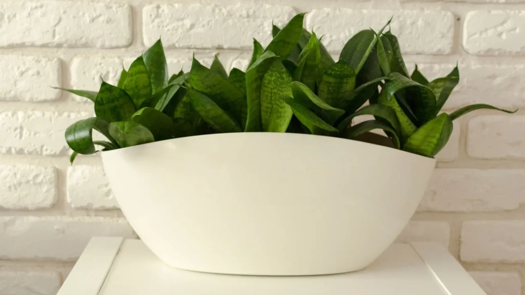 espadinha-de-sao-jorge-vaso-cheio-encerramento-artigo