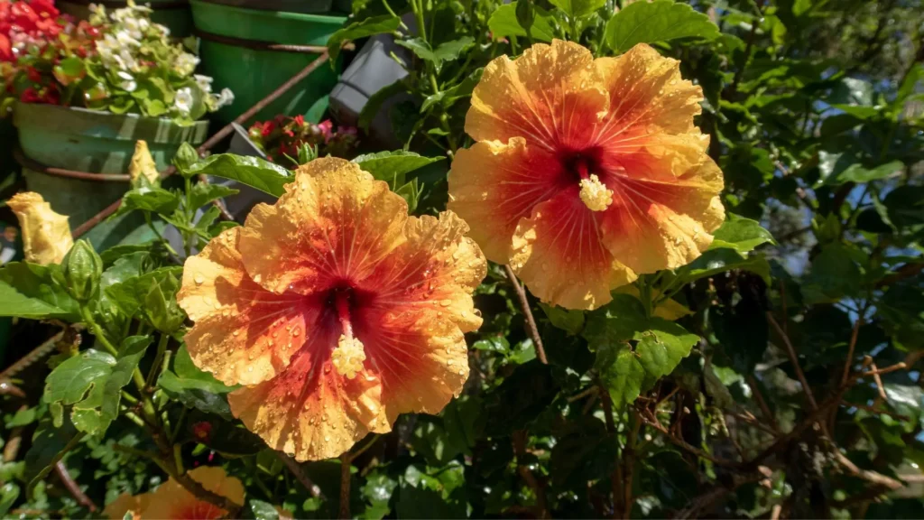 Flores de hibisco amarelo e laranja com gotas de orvalho sob luz solar direta, mostrando a importância do sol para o crescimento saudável.