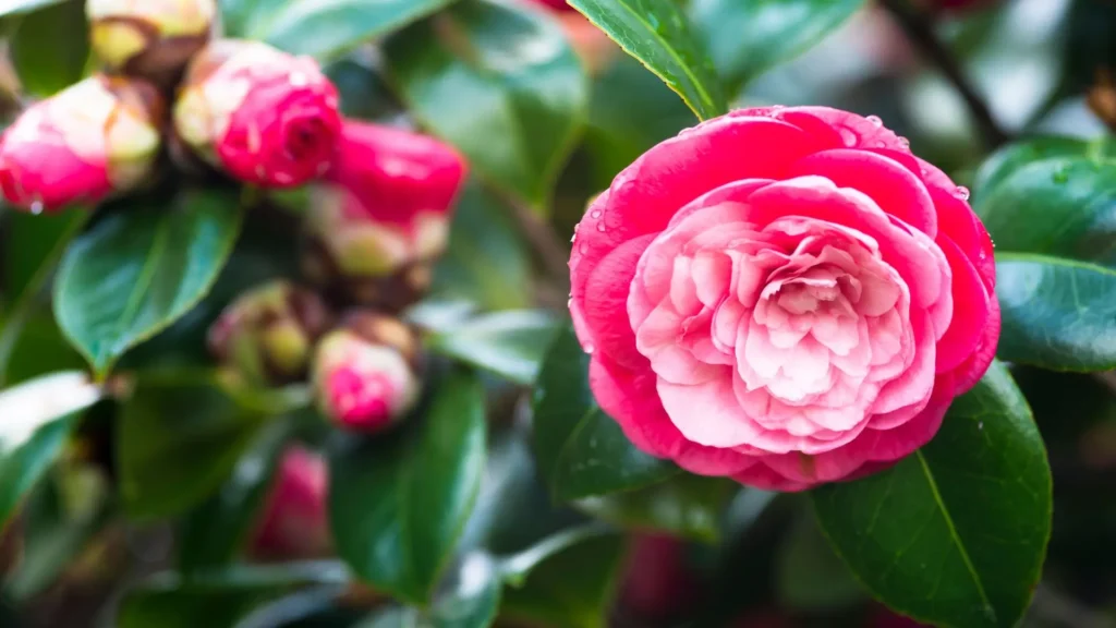 Flor de camélia rosa e branca em destaque, símbolo de elegância e delicadeza nos jardins.