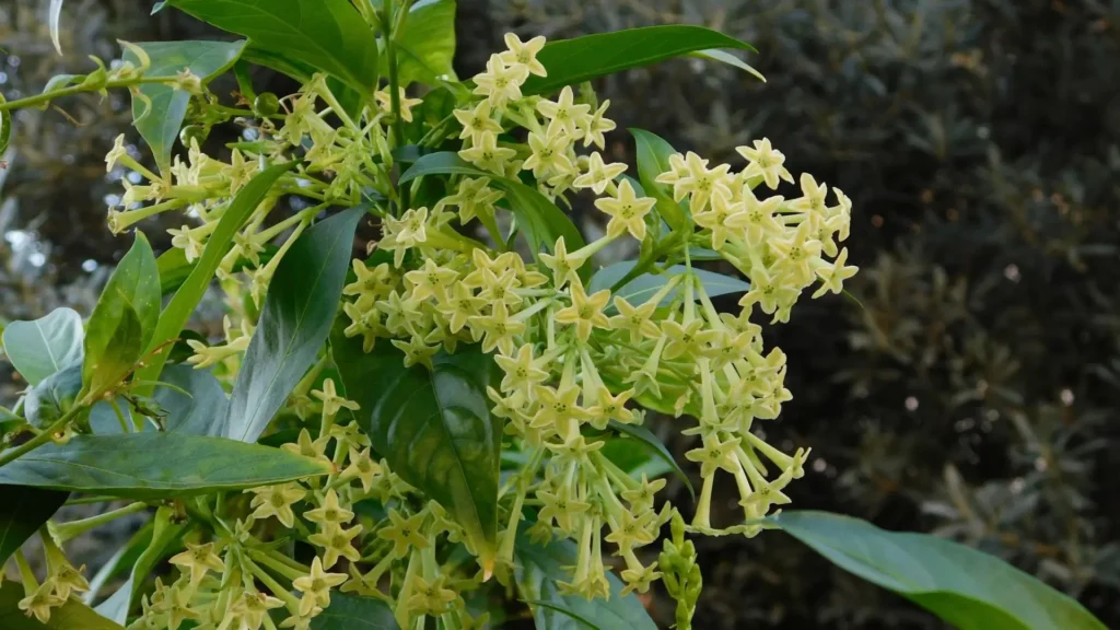 Cachos densos da flor Dama da Noite, Cestrum nocturnum, com flores tubulares creme sobre folhagem verde.