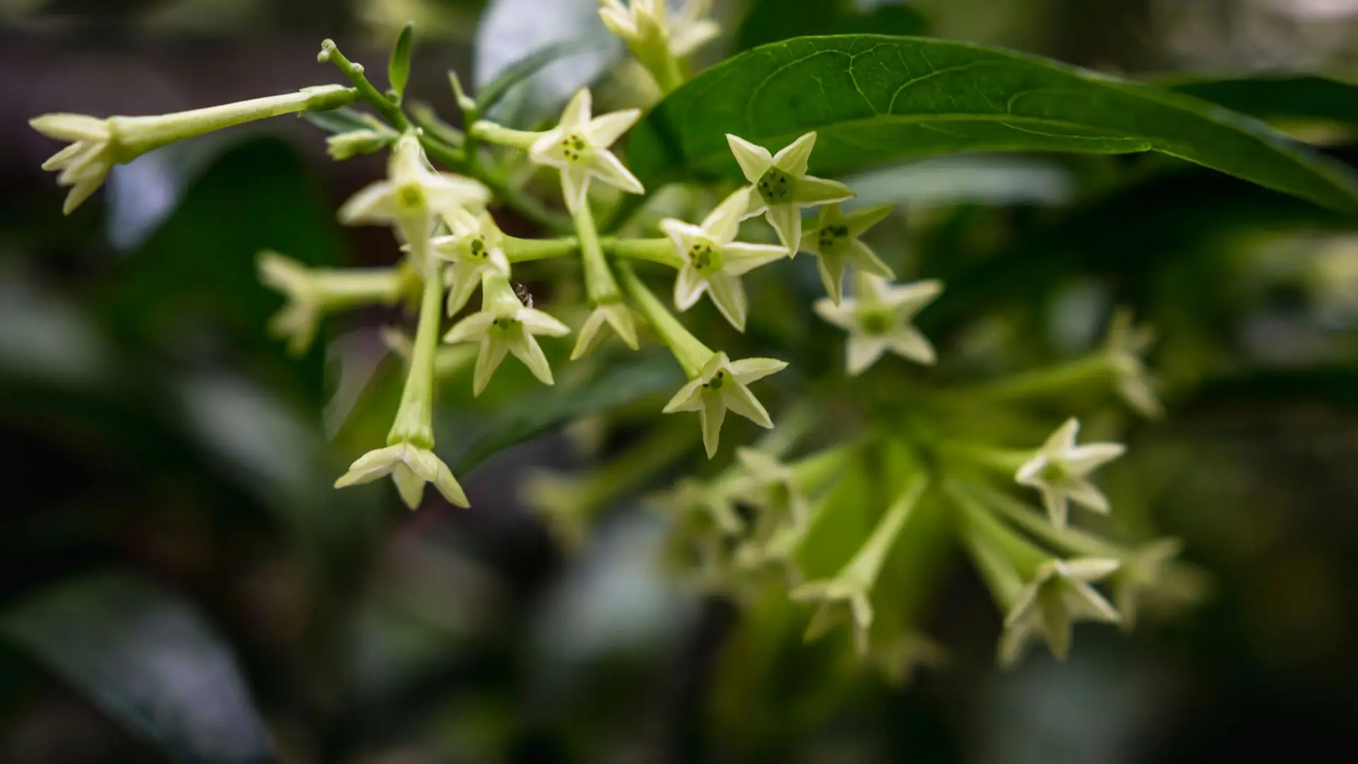 Flores tubulares da flor Dama da Noite, Cestrum nocturnum, em cachos claros sobre folhagem verde.