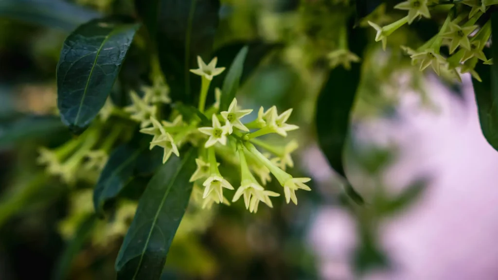 Flores tubulares da verdadeira Dama-da-Noite (Cestrum nocturnum) em close, mostrando botões alongados e flores estreitas e estreladas entre folhas verdes.