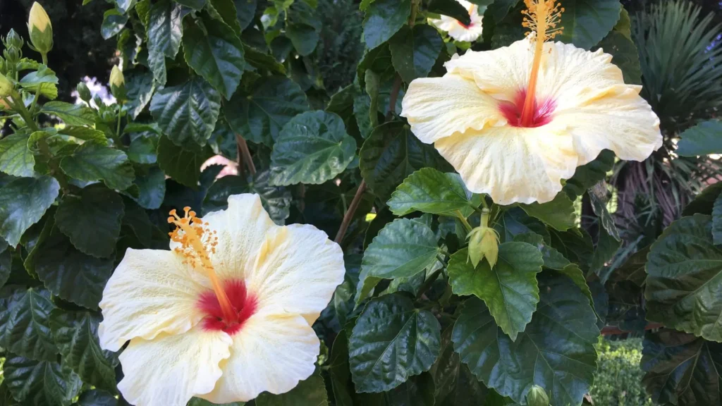 Flor de hibisco amarela com centro vermelho em meio a folhas verdes brilhantes no jardim tropical.