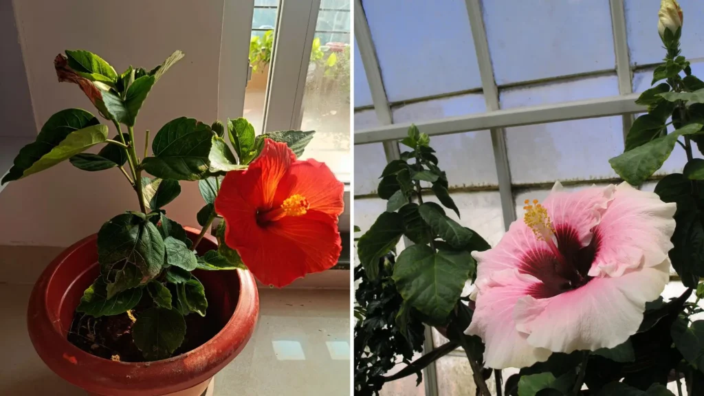 Flor de hibisco cultivada em vaso próximo à janela, recebendo luz solar indireta para estimular o florescimento dentro de casa.