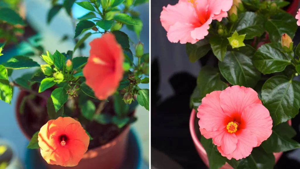 Flor de hibisco cultivada em vasos de cerâmica, com pétalas rosadas e alaranjadas e folhas verdes brilhantes sob luz natural.