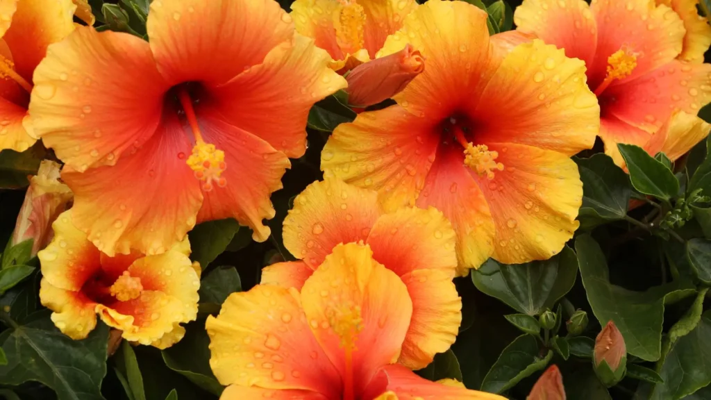 Flor de hibisco laranja e amarela com pétalas abertas e gotas de orvalho em um jardim tropical.