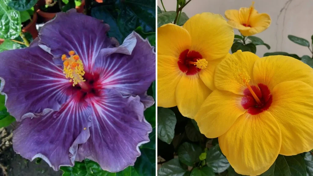 Flor de hibisco roxo e flor de hibisco amarela lado a lado, destacando suas cores vibrantes e pétalas delicadas em jardim tropical.