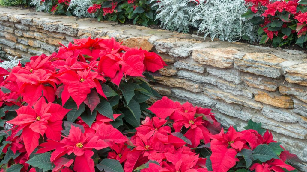 Poinsétias vermelhas cultivadas em canteiro ensolarado próximo a um muro de pedra, mostrando como a flor de Natal prefere ambientes iluminados, mas protegidos do sol direto.