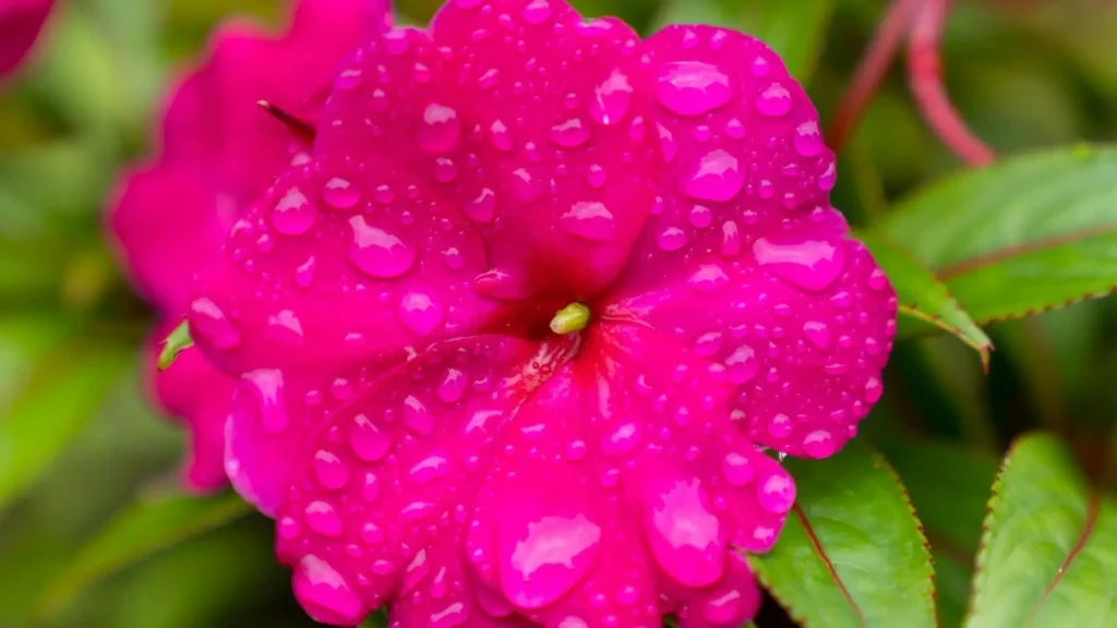 Close de flor Impatiens hawkeri com pétalas rosa vibrantes cobertas por gotas de água.