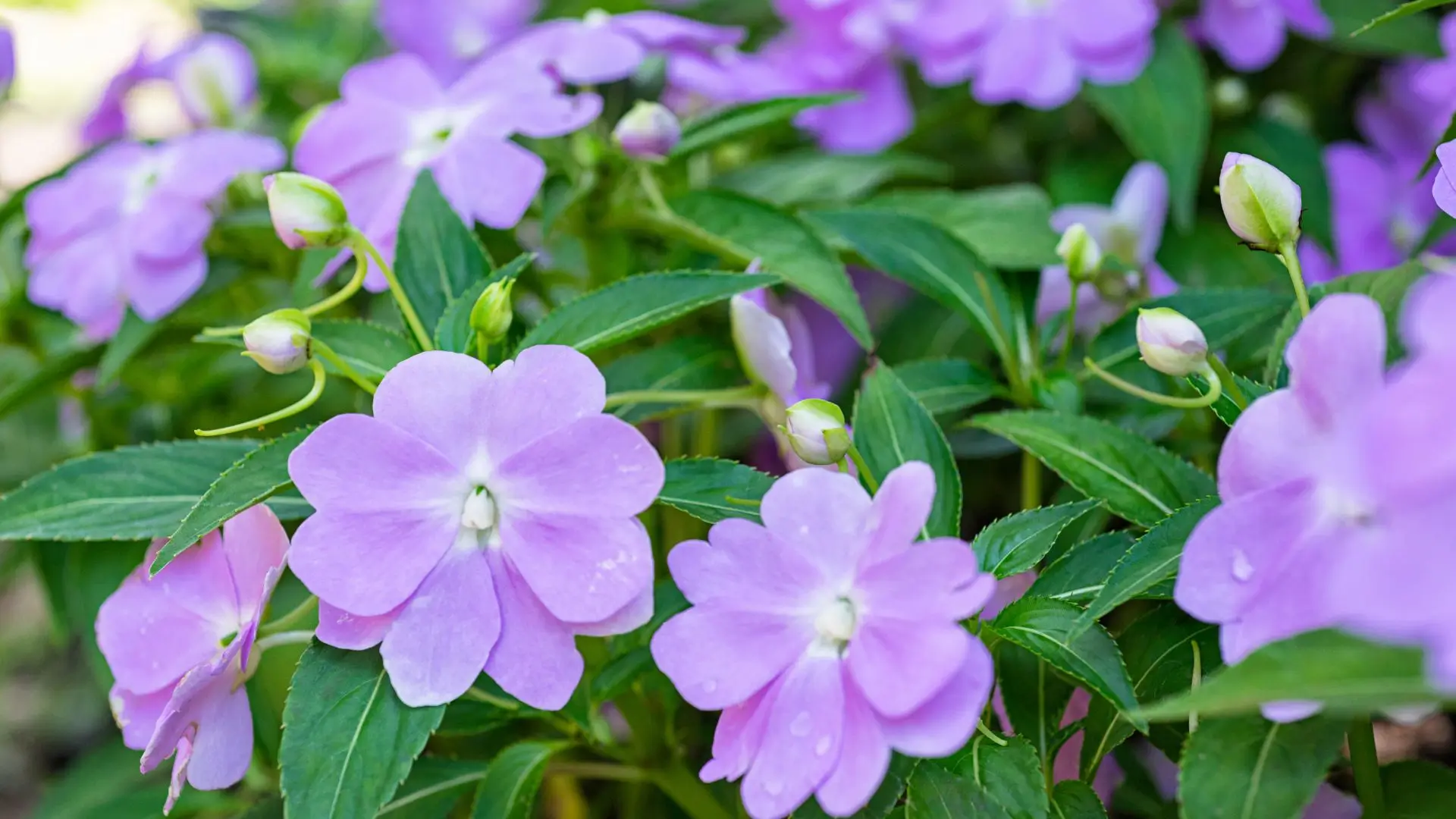 Flor Impatiens hawkeri lilás em destaque, com folhas verdes vibrantes e brotos visíveis.