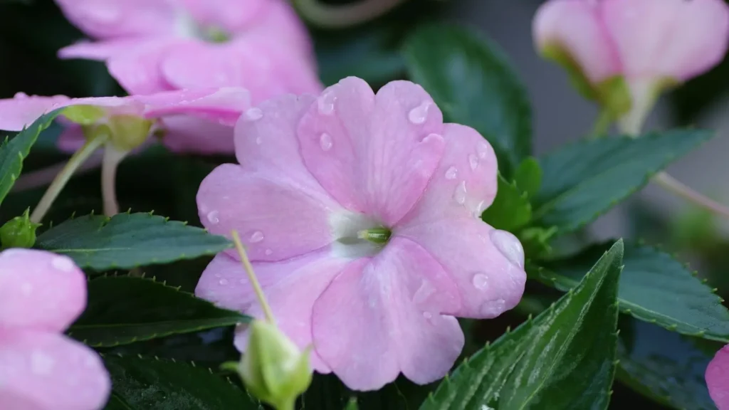 Flor impatiens rosa com gotas de água nas pétalas, destacando o frescor e a delicadeza da espécie.