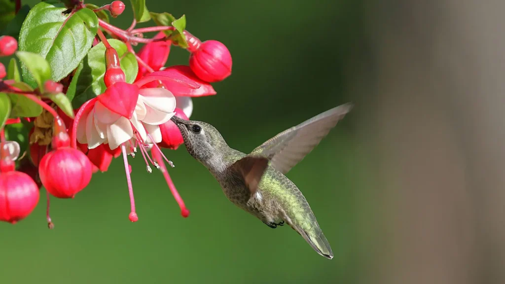 beija-flor se alimentando de flores brinco de princesa em close