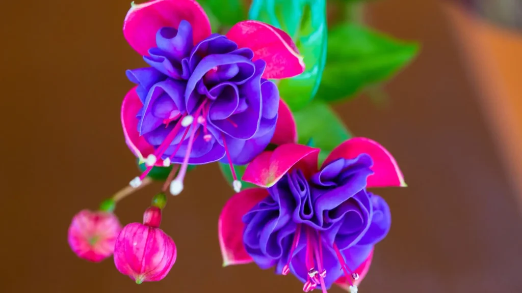 flores brinco de princesa com pétalas roxas e rosas em destaque