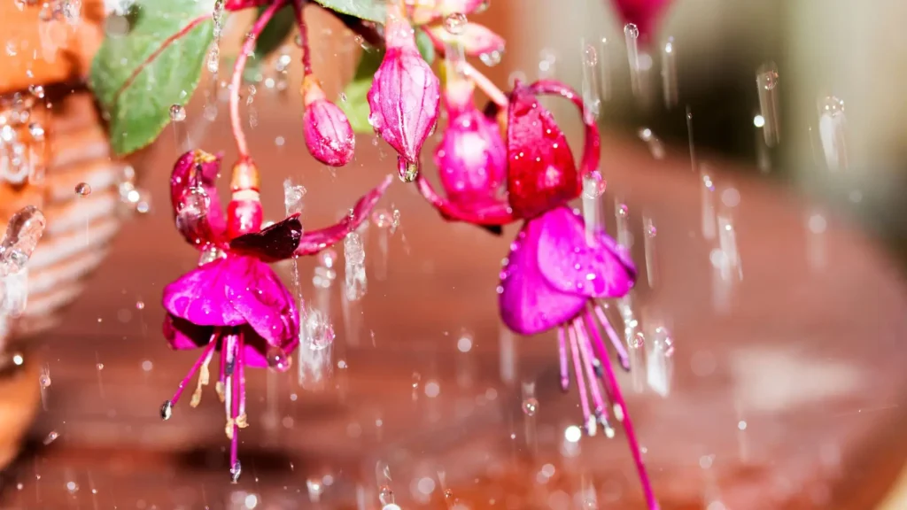 flores brinco de princesa recebendo água em rega leve