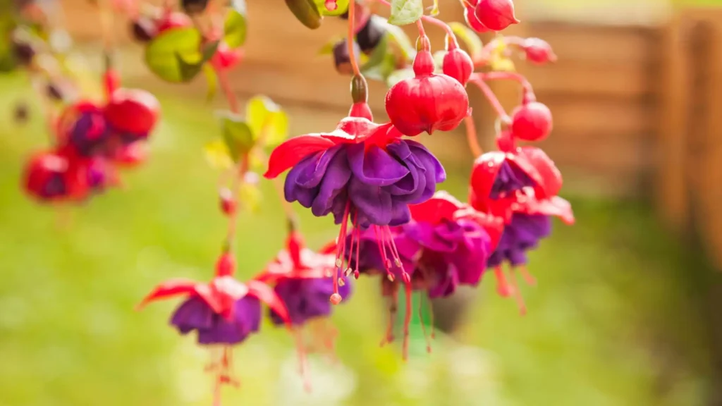 flores brinco de princesa roxas e vermelhas pendentes em destaque