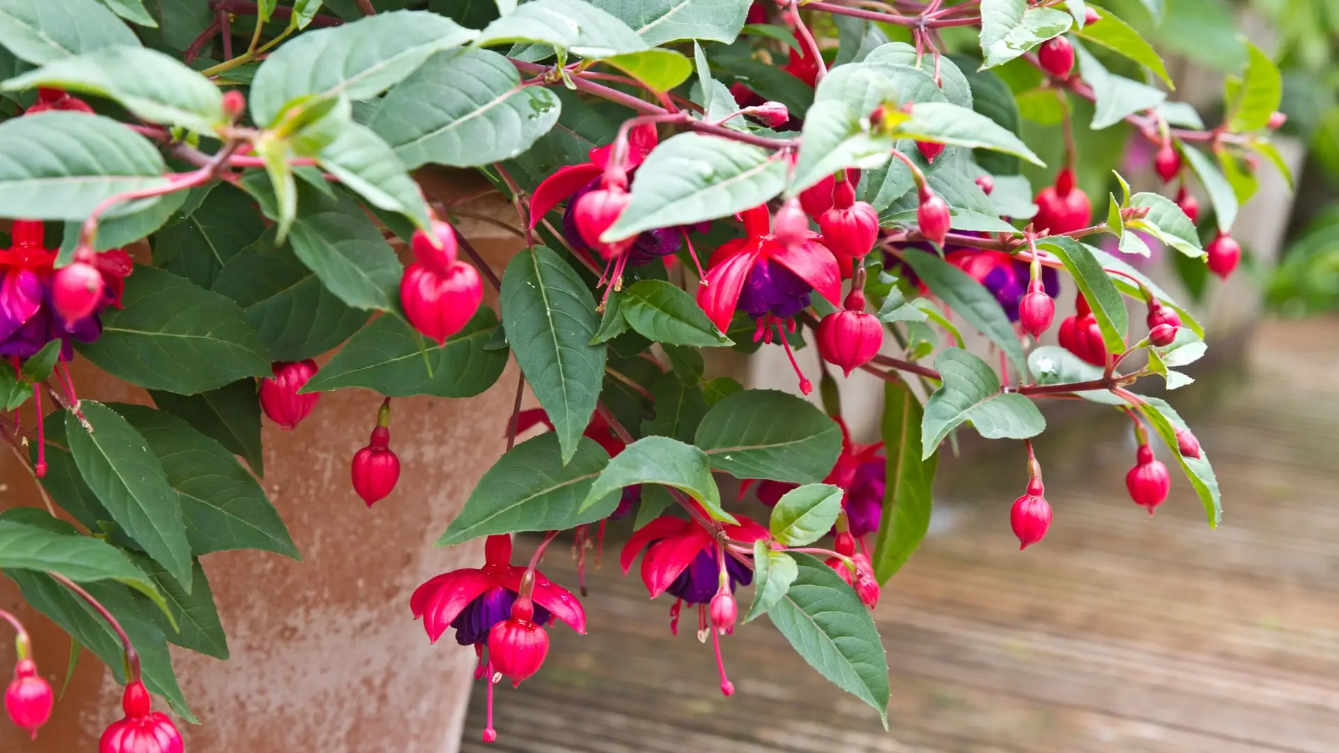flores brinco de princesa em vaso com flores vermelhas e roxas