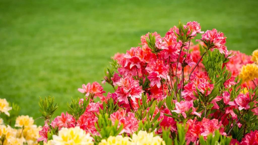 Arbusto com flores de azaleias em tons de rosa e amarelo, simbolizando paz, harmonia e a beleza natural dos jardins floridos.