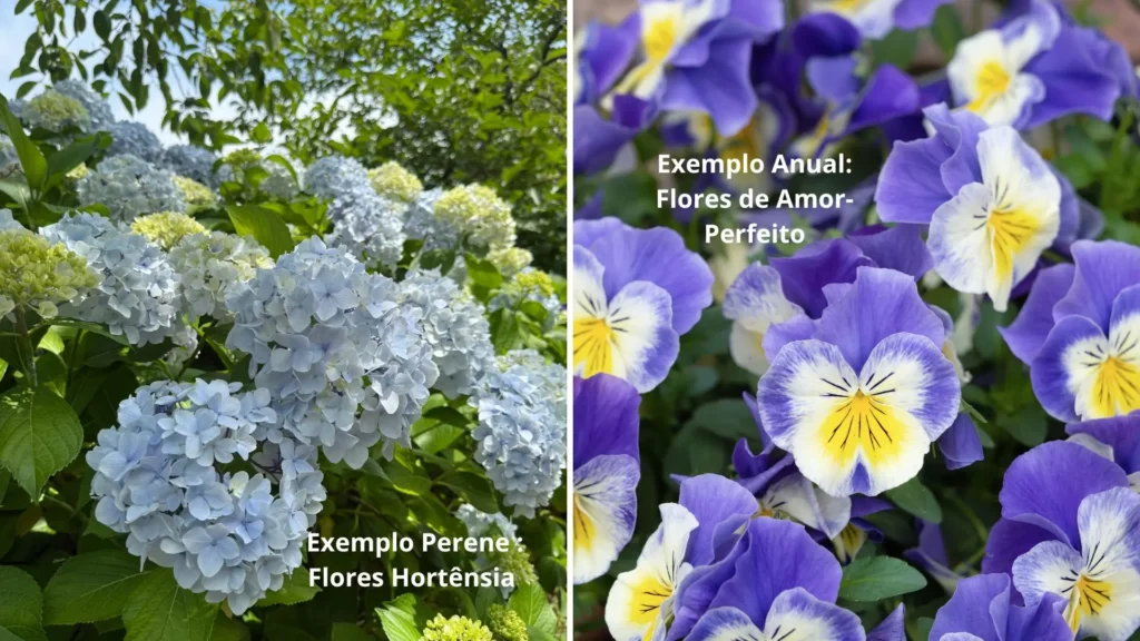 Comparação entre flores para canteiro de jardim mostrando hortênsia perene e amor-perfeito anual.
